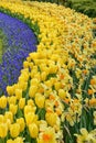 Muscari Armeniacum, Tulipa Candela, Narcis Fortissimo in dutch spring Keukenhof Royalty Free Stock Photo