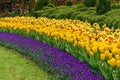 Muscari Armeniacum, Tulipa Candela, Narcis Fortissimo Royalty Free Stock Photo