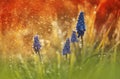 Muscari Armeniacum in watter drops Royalty Free Stock Photo