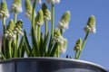 Muscari aucheri grape hyacinth white flowering flowers, group of bulbous plants in bloom against blue sky Royalty Free Stock Photo