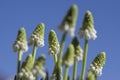 Muscari aucheri grape hyacinth white flowering flowers, group of bulbous plants in bloom against blue sky Royalty Free Stock Photo