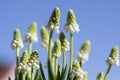 Muscari aucheri grape hyacinth white flowering flowers, group of bulbous plants in bloom against blue sky Royalty Free Stock Photo