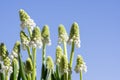 Muscari aucheri grape hyacinth white flowering flowers, group of bulbous plants in bloom against blue sky Royalty Free Stock Photo