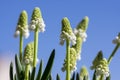 Muscari aucheri grape hyacinth white flowering flowers, group of bulbous plants in bloom against blue sky Royalty Free Stock Photo