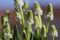 Muscari aucheri grape hyacinth white flowering flowers, group of bulbous plants in bloom against blue sky Royalty Free Stock Photo