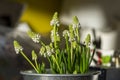 Muscari aucheri grape hyacinth white flowering flowers, group of bulbous plants in bloom, green leaves Royalty Free Stock Photo