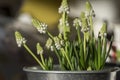 Muscari aucheri grape hyacinth white flowering flowers, group of bulbous plants in bloom, green leaves Royalty Free Stock Photo