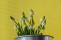 Muscari aucheri grape hyacinth white flowering flowers, group of bulbous plants in bloom, green leaves, yellow background Royalty Free Stock Photo