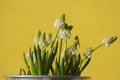 Muscari aucheri grape hyacinth white flowering flowers, group of bulbous plants in bloom, green leaves, yellow background Royalty Free Stock Photo