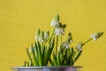 Muscari aucheri grape hyacinth white flowering flowers, group of bulbous plants in bloom, green leaves, yellow background Royalty Free Stock Photo