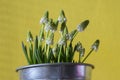 Muscari aucheri grape hyacinth white flowering flowers, group of bulbous plants in bloom, green leaves, yellow background Royalty Free Stock Photo