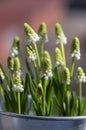 Muscari aucheri grape hyacinth white flowering flowers, group of bulbous plants in bloom, green leaves Royalty Free Stock Photo