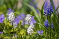 Muscari aucheri grape hyacinth white flowering flowers, group of bulbous plants in bloom, green leaves Royalty Free Stock Photo