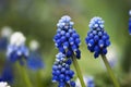 Muscari Blooms Royalty Free Stock Photo