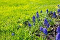 Muscari blossom decorative blue flower. Spring flowering of a lawn flowering plant. Vivid green lawn, copy space. Natural Royalty Free Stock Photo