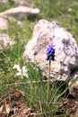 Muscari blossoms on a stone background