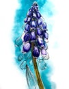 Muscari blue flower on blue background