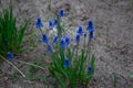 Muscari blue flower in the garden