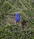 Muscari blue flower in green spring grass