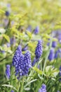 Muscari - blue flowers murine hyacinth Royalty Free Stock Photo