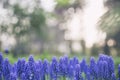 Muscari blue flowers murine hyacinth Royalty Free Stock Photo