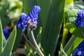 Muscari blue flowers, rich color, close up, with bee.Very beautiful flowers of deep blue color Royalty Free Stock Photo