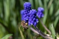 Muscari blue flowers, rich color, close up, with bee.Very beautiful flowers of deep blue color Royalty Free Stock Photo