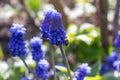 Muscari blue flowers, rich color, close up, with bee.Very beautiful flowers of deep blue color Royalty Free Stock Photo