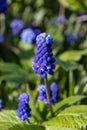 Muscari blue flowers, rich color, close up, with bee.Very beautiful flowers of deep blue color Royalty Free Stock Photo