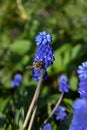 Muscari blue flowers, rich color, close up, with bee.Very beautiful flowers of deep blue color Royalty Free Stock Photo