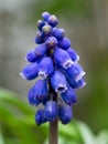 Muscari - Blue Grape Hyacinth Close-up Royalty Free Stock Photo