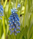 Muscari Blue Magic flowers, Grape Hyacinth blooming in Spring greenhouse Royalty Free Stock Photo