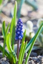 Muscari. Blue spring flower, Grape Hyacinth, Muscari racemosum