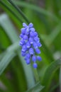 muscari bluebell grape hyacinth flower Royalty Free Stock Photo