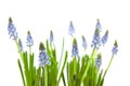 Muscari botryoides