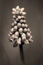 Muscari Botryoides Royalty Free Stock Photo