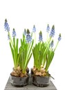 Muscari botryoides flowers