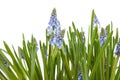 Muscari botryoides flowers ( blue grape hyacinth)