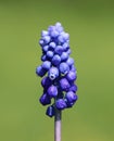 Muscari botryoides (grape hyacinth)