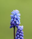 Muscari botryoides (grape hyacinth)