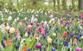 Muscari botryoides and tulips in holland