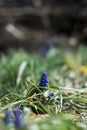 Muscari Buds Royalty Free Stock Photo