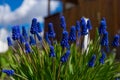 Muscari close-up, blue, purple flowers. Perennial bulbous plants.