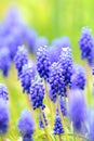 Muscari close-up