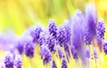 Muscari close-up