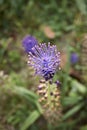 Muscari comosum in bloom