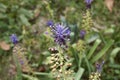 Muscari comosum in bloom