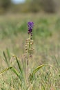 Muscari comosum muscari comosum