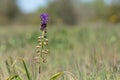 Muscari comosum muscari comosum