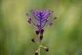 Muscari comosum Flowers